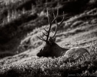 Prayers For Hachiman-Fine Art-Wildlife Photography-Rocky Mountains-Elk-Natural Beauty-Fall-Black And White-Nature-Home Decor-Office Decor
