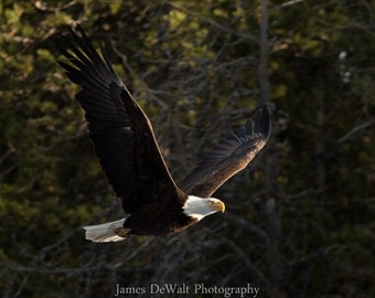 Dawn Patrol-Fine Art-Wildlife Photography-Bird Photography-Bald Eagle-Majestic-Flight-Natural Beauty-Nature-Home Decor-Office Decor