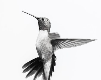 Study In Flight IV-Fine Art Photography-Wildlife Photography-Hummingbird-Black And White-Nature-Natural Beauty-Home Decor-Office Decor