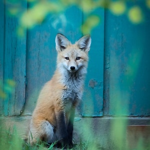Fox In Blue-Fine Art-Wildlife Photography-Fox-Portrait-Home Decor-Cool Colors-Office Decor-Photo Print