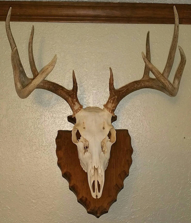 EUROPEAN SKULL MOUNT European Skull Mount Deer Skull Mount Etsy