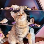 Crystal Shop
