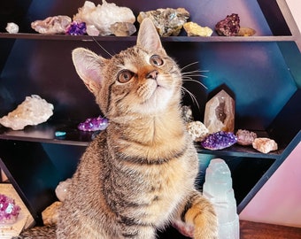 Cat Picks Your Crystals, Cat Intuitively Picks Your Healing Stones, Crystals Mystery Box Various Pieces Natural Rocks Minerals & Tumbled