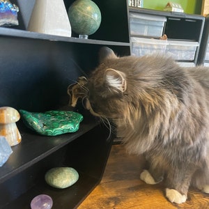 May include: A gray cat with white paws is looking at a shelf with green and brown stones. The shelf is made of black wood and has a white background.