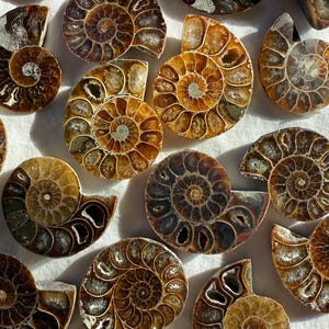Puede incluir: Una colección de ammonites fosilizados de varios tamaños y tonos marrones, algunos con un brillo iridiscente. Los ammonites están dispuestos sobre una superficie blanca.