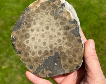 Large 1 lb Petoskey Stone Polished from Michigan - Coral Fossil Display Collector Item