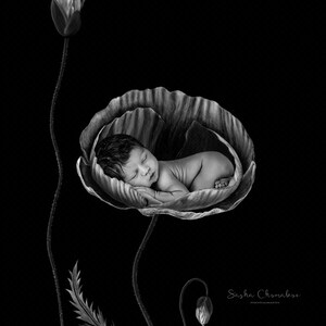 Puede incluir: Un dibujo en blanco y negro de un bebé recién nacido durmiendo dentro de una gran flor de amapola. El bebé está acurrucado en la flor, con la cabeza apoyada en el brazo. La flor de amapola está dibujada con detalle, con sus pétalos y tallo visibles. El fondo es negro.