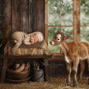 Digital backdrop, background newborn baby girl or boy farm , baby calf , cowboy , barn