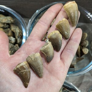 Puede incluir: Una colección de dientes de dinosaurio fosilizados, de varios tamaños y formas, mostrados en una mano. Los dientes son principalmente de tonos marrones y beige, con crestas y texturas visibles. El fondo incluye cuencos de vidrio con más fósiles.