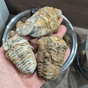 Trilobit Fossil | Heilendes Kristall Dekor | Natürliche Wohnkultur | Meditations- & Energie-Heilstein | Spirituelles Geschenk | Versteinerte Meereskreatur