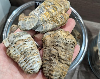 Moroccan Trilobite Fossil: Natural History Decor, Grounding Stone