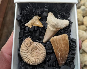 Fossil collection gift box | mosasaurus tooth | Ammonite fossil | Shark teeth | genuine fossils | Fossilised Sea Creature | fossil gifts