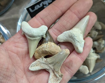 Fossil collection  | Shark tooth | Shark fossil | Shark teeth | genuine fossils | Fossilised Sea Creature | fossil gifts