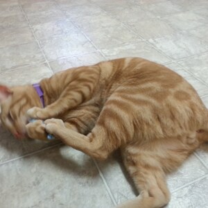 Puede incluir: Primer plano de un gato atigrado con pelaje naranja y blanco, acostado en un suelo de baldosas. El gato lleva un collar morado y est&aacute; masticando un juguete azul.