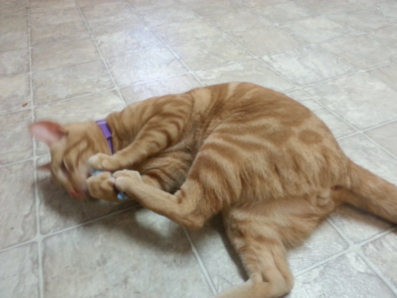 Puede incluir: Primer plano de un gato atigrado con pelaje naranja y blanco, acostado en un suelo de baldosas. El gato lleva un collar morado y est&aacute; masticando un juguete azul.