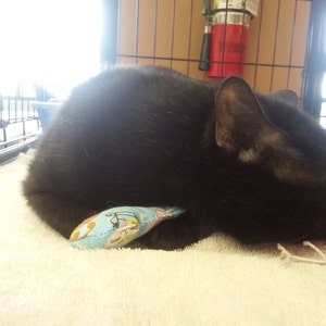 Puede incluir: Un gato negro con una mancha blanca en la oreja est&aacute; acostado sobre una superficie blanca y esponjosa. El gato est&aacute; jugando con un rat&oacute;n de juguete azul y blanco.