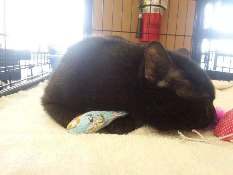 Puede incluir: Un gato negro con una mancha blanca en la oreja est&aacute; acostado sobre una superficie blanca y esponjosa. El gato est&aacute; jugando con un rat&oacute;n de juguete azul y blanco.