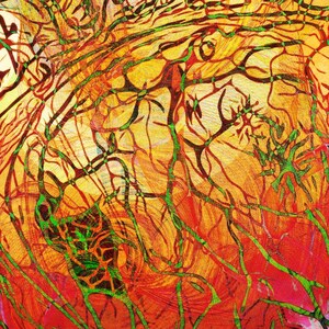 Nucleus ignis of the Common Phoenix