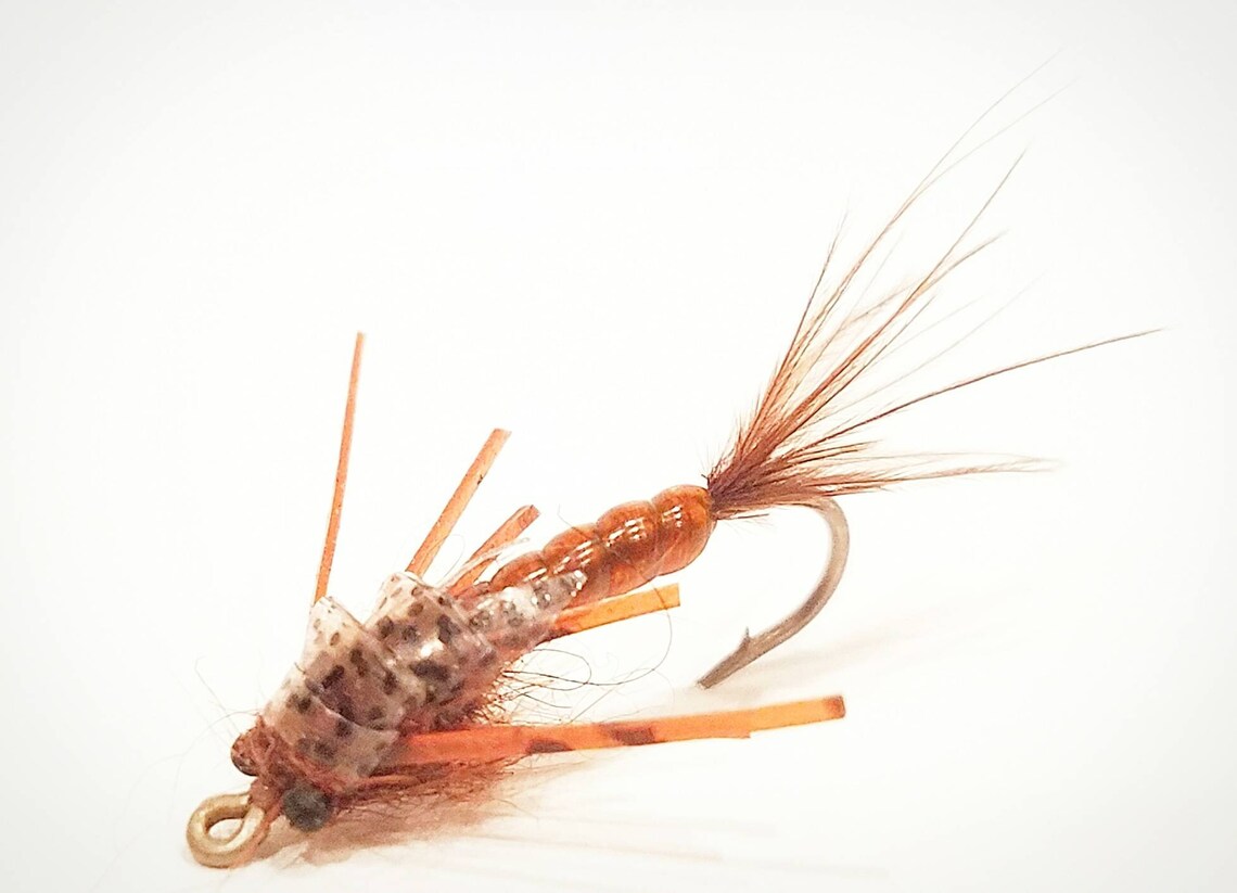 Damsel Fly Nymphs | Washington Fly Fishing Forum