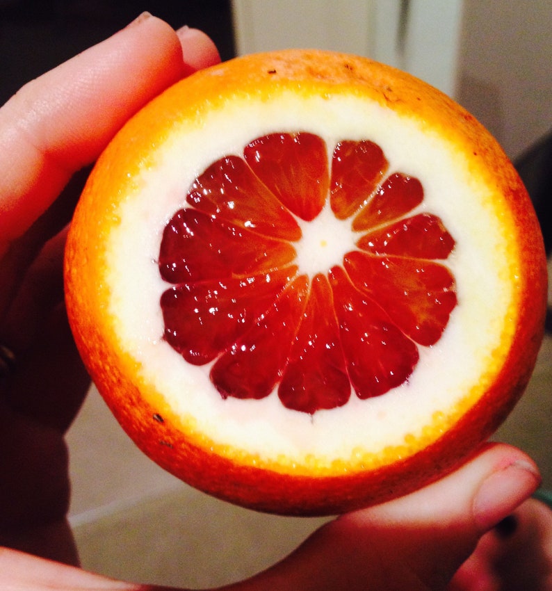 May include: A close-up of a halved blood orange, revealing its vibrant red flesh and juicy segments. The orange is held in a hand, showcasing its bright orange rind.
