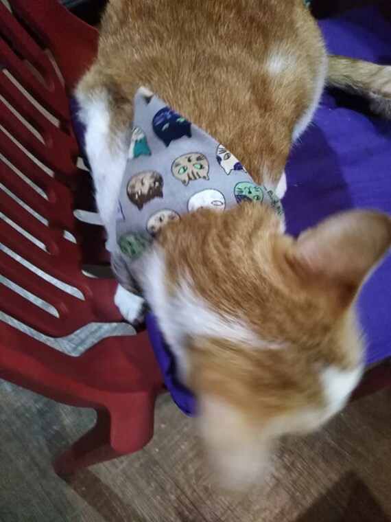 japanese style cat collar