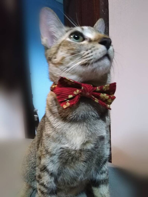 red bow tie collar for cats