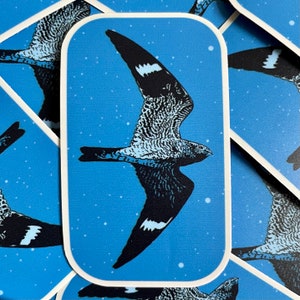 Common Nighthawk Sticker