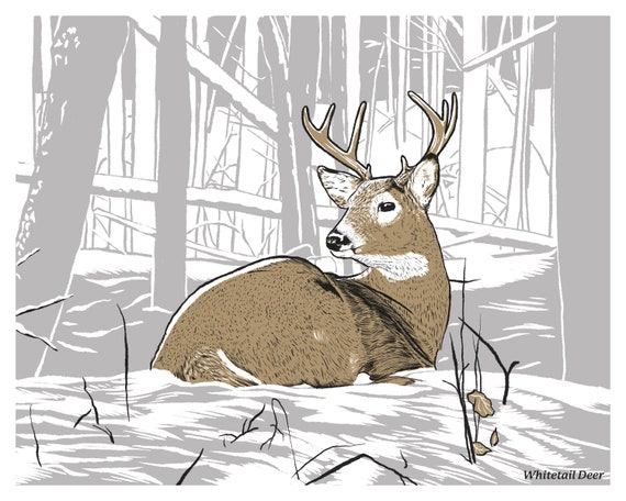 Whitetail Deer 8x10 Print - Etsy