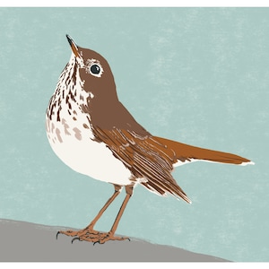 Hermit Thrush - 5x7&quot; Digital Print