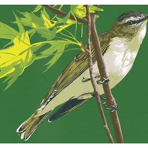 Red Eyed Vireo - 10x15cm Druck