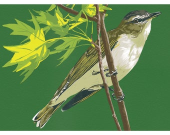 Red Eyed Vireo - 10x15cm Druck