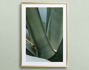 Poster, Print, Kunstdruck, Digitaldruck, Pflanze, Fotografie: Agave