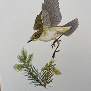 May include: Watercolor illustration of a Berglaubsanger bird in flight, with wings spread, above a sprig of green pine needles. The bird has brown, yellow, and white feathers. The text at the bottom reads "Berglaubsanger - Phylloscopus bonelli (Vieillot)".