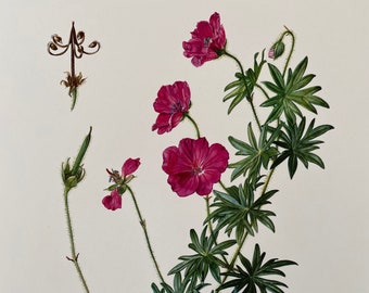 BLOODY GERANIUM botanical print. Antique natural sciences and biology lithography. Plant illustration and wallart from 1960s