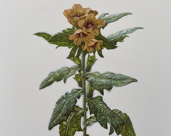 Vintage Stinking Nightshade Botanical Print, 1960s Biology Art