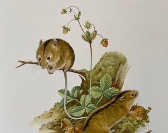 Vintage prent van een noordelijke berkenmuis, zoölogische lithografie uit de jaren 1960.
