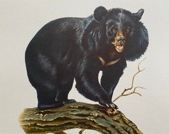 ASIAN BLACK BEAR animal print. Antique and vintage zoology and biology lithograph. Wildlife illustration and posterfrom 1960s