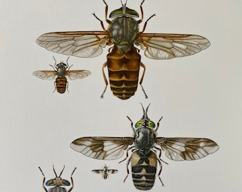 HORSE FLY Print. Bugs illustrations. Insect Print. Entomology. Natural History. Natural Science. Insect home decor and wallart from 1960s