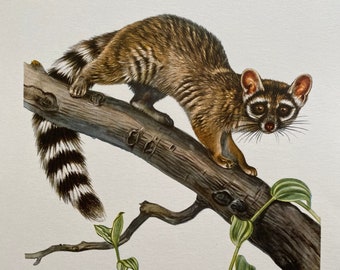 RINGTAIL animal print. Antique and vintage zoology and biology lithograph. Wildlife illustration and posterfrom 1960s