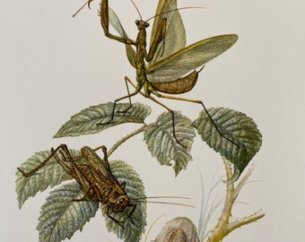 European Mantis Print, Vintage Entomology Illustration, Natural History Wall Art