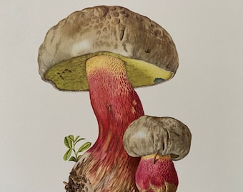 Op de afbeelding: Een botanische illustratie van twee Boletus calopus paddenstoelen. De grotere paddenstoel heeft een bruine hoed, een rode en gele steel en een groene onderkant. De kleinere paddenstoel heeft een vergelijkbaar uiterlijk. De illustratie is getiteld "Bolet à Beau Pied" en "Boletus calopus Fries".