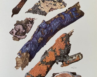 Op de afbeelding: Een botanische illustratie van verschillende schimmels en boomschorsfragmenten. De afbeelding toont stukken hout met oranje, blauwe en bruine texturen, plus een witte en bruine paddenstoel. De tekst "CORTICIACEES - Corticiaceae" staat onderaan.