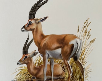 動物セル画 Yahoo!オークション - セル画《01》【みかん絵日記】OP オープニングあ