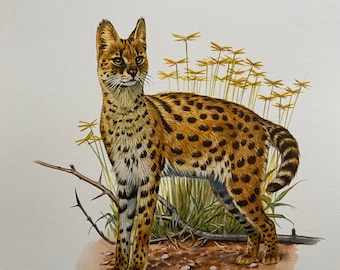 SERVAL animal print. Antique and vintage zoology and biology lithograph. Wildlife illustration and posterfrom 1960s