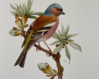 Lámina con imagen de un pinzón vulgar, arte mural de ornitología vintage (años 60).