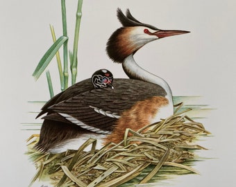 GREAT CRESTED GREBE duck print. Antique and vintage natural sciences and biology print. Bird home decor and wallart from 1960s