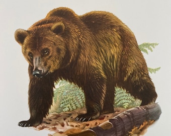 BROWN BEAR animal print. Antique and vintage zoology and biology lithograph. Wildlife illustration and posterfrom 1960s