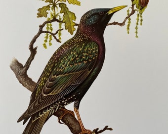 EUROPEAN STARLING bird print. Antique and vintage natural sciences and biology print. Home decor wall art ornithology from 1960s