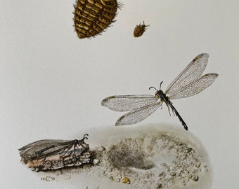 Antlion Print, Entomology Illustration, Vintage Natural History Wall Art