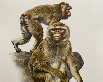 BARBARY MACAQUE animal print. Antique and vintage zoology and biology lithograph. Wildlife illustration and posterfrom 1960s